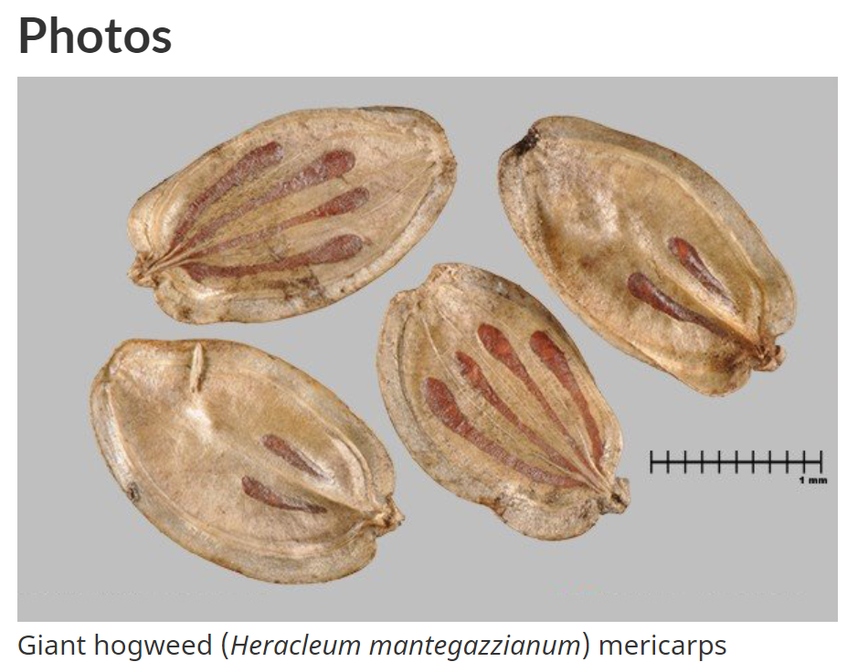 Cross-border misinformation: Mystery Seeds Shipped from China are Giant Hogweed